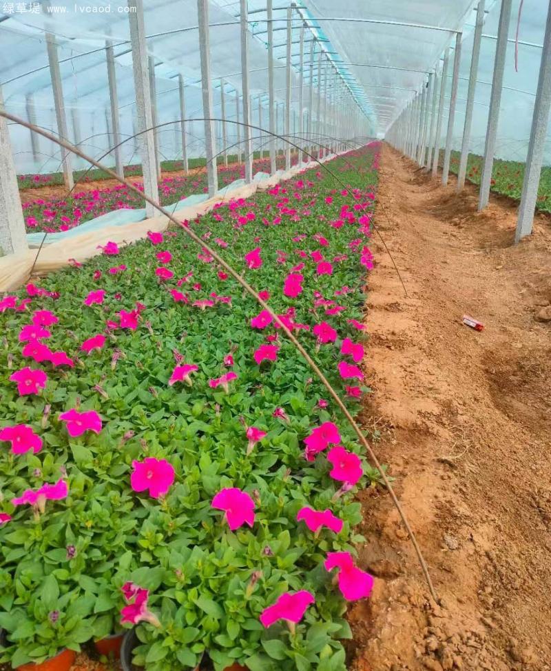 牽?；ㄅ柙?/></p><p style=