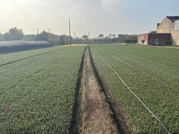 日本矮麥冬玉龍草