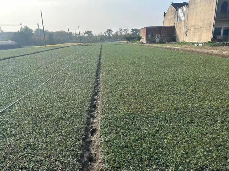 日本矮麥冬玉龍草