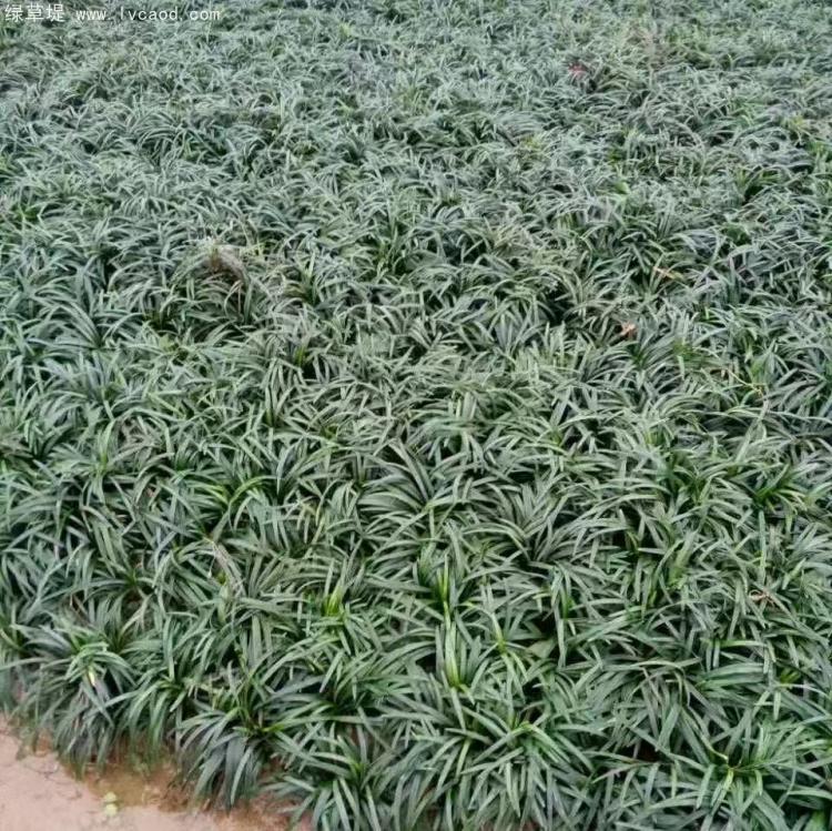 日本矮麥冬玉龍草