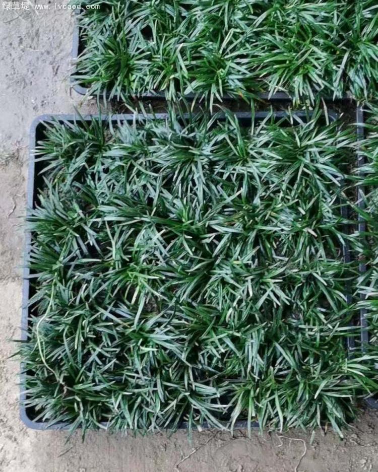 日本矮麥冬托盤苗