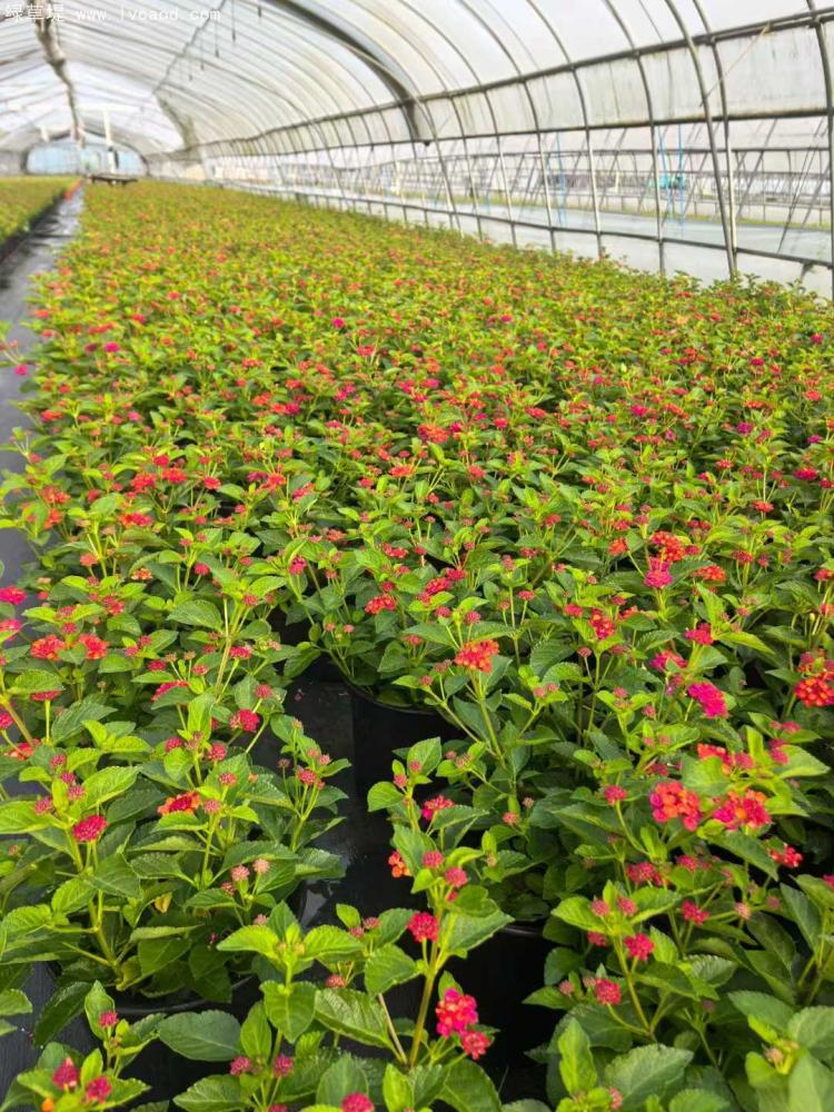 2加侖五色梅盆栽