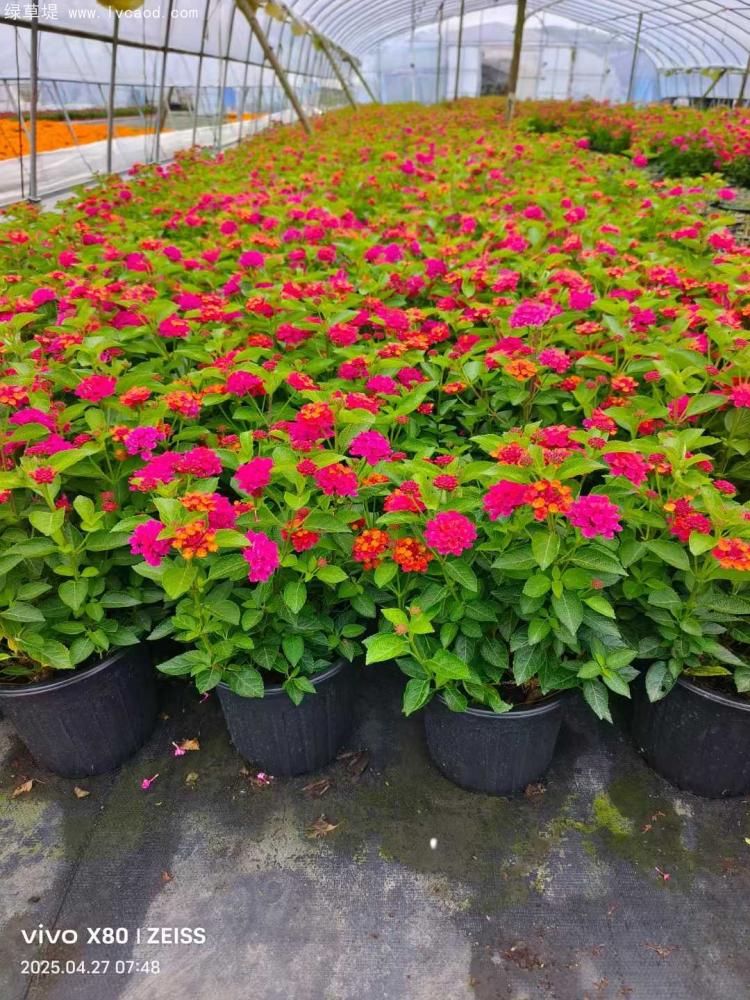 2加侖五色梅盆栽