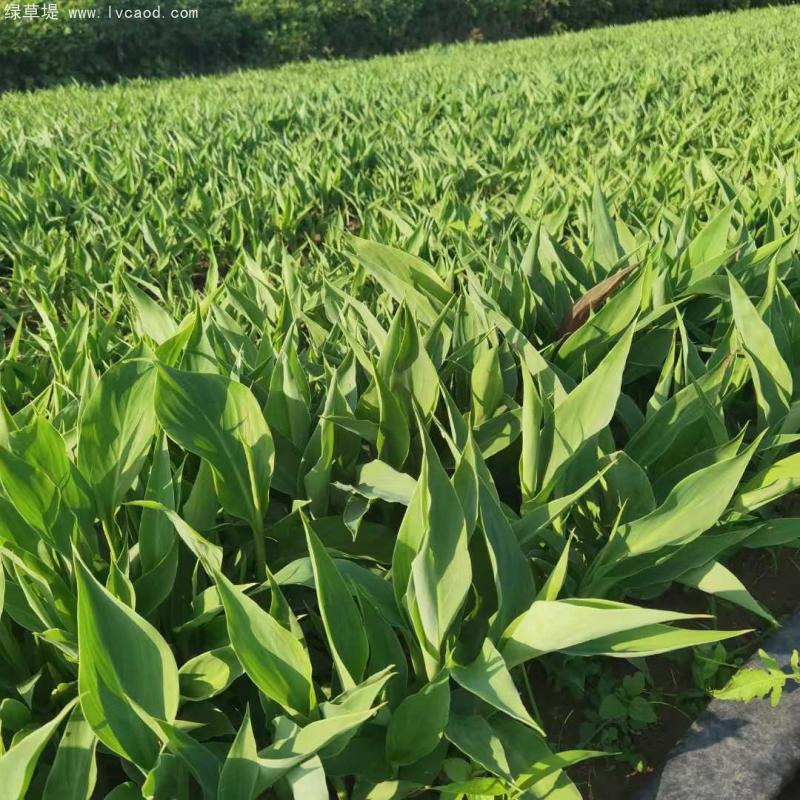 美人蕉裸根苗地苗