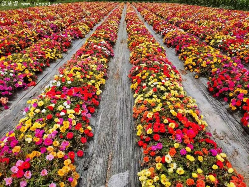 混色太陽(yáng)花