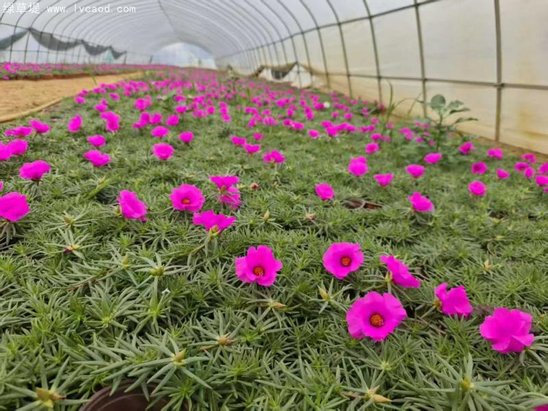 單色太陽(yáng)花