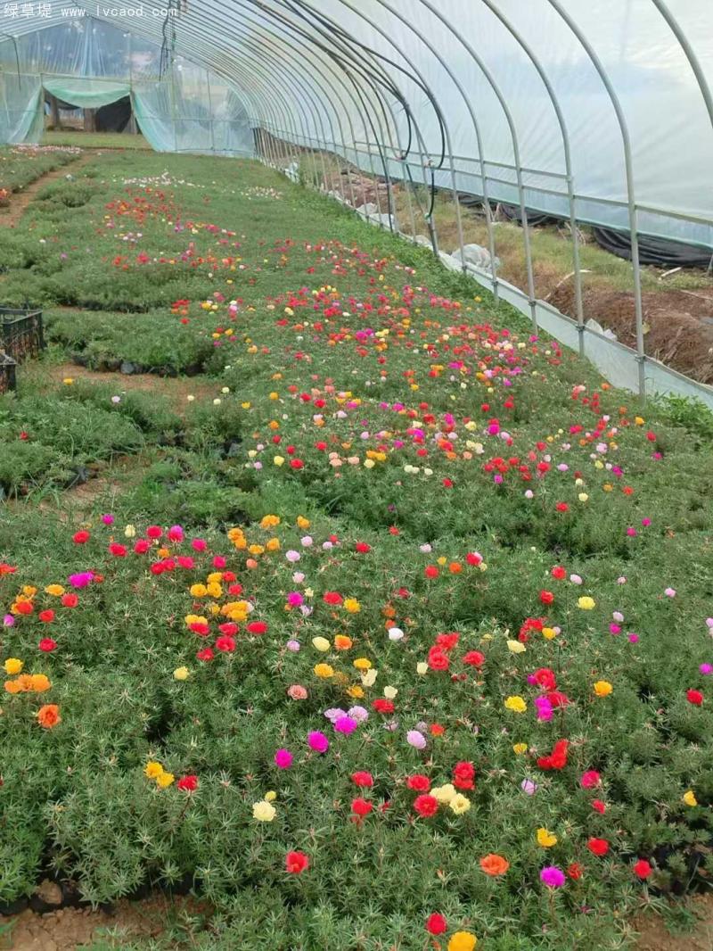 太陽(yáng)花盆栽