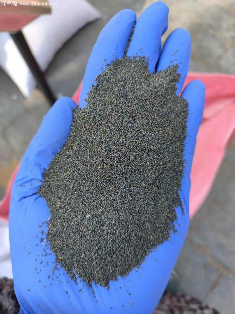 太陽(yáng)花種子