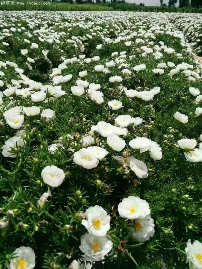 單色太陽(yáng)花