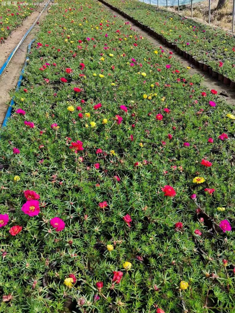 太陽(yáng)花盆栽