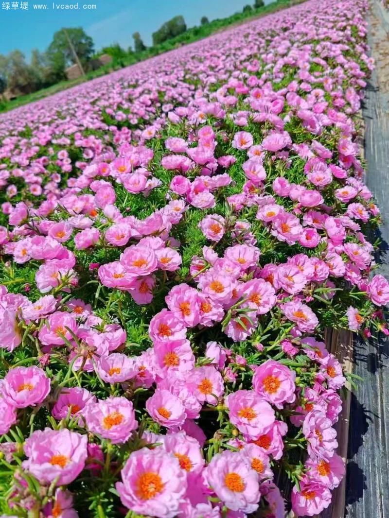 單色太陽(yáng)花