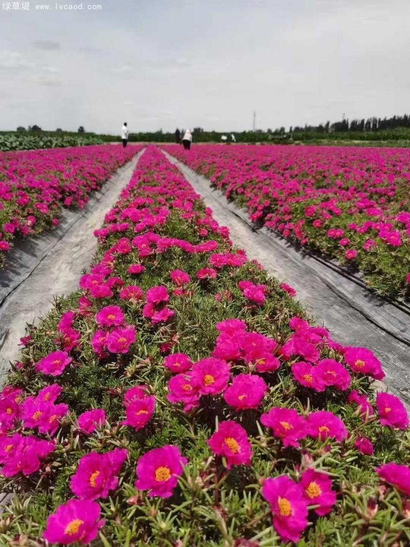 單色太陽(yáng)花