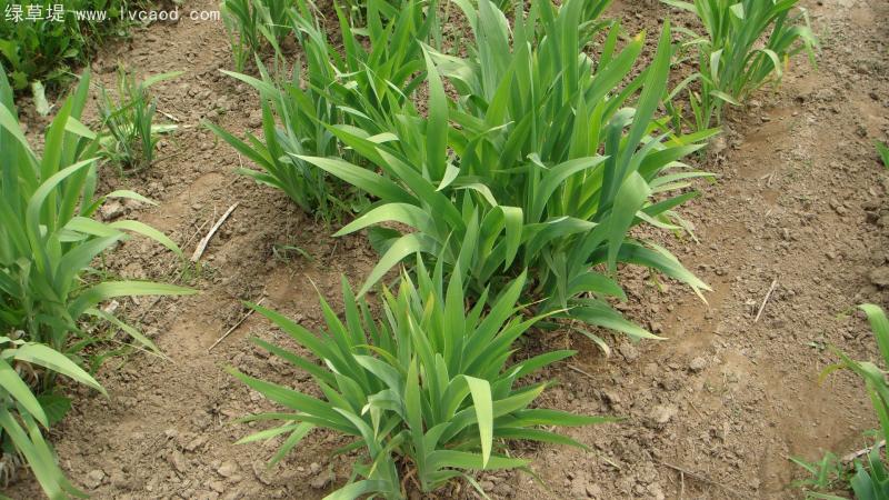 射干的葉片葉子