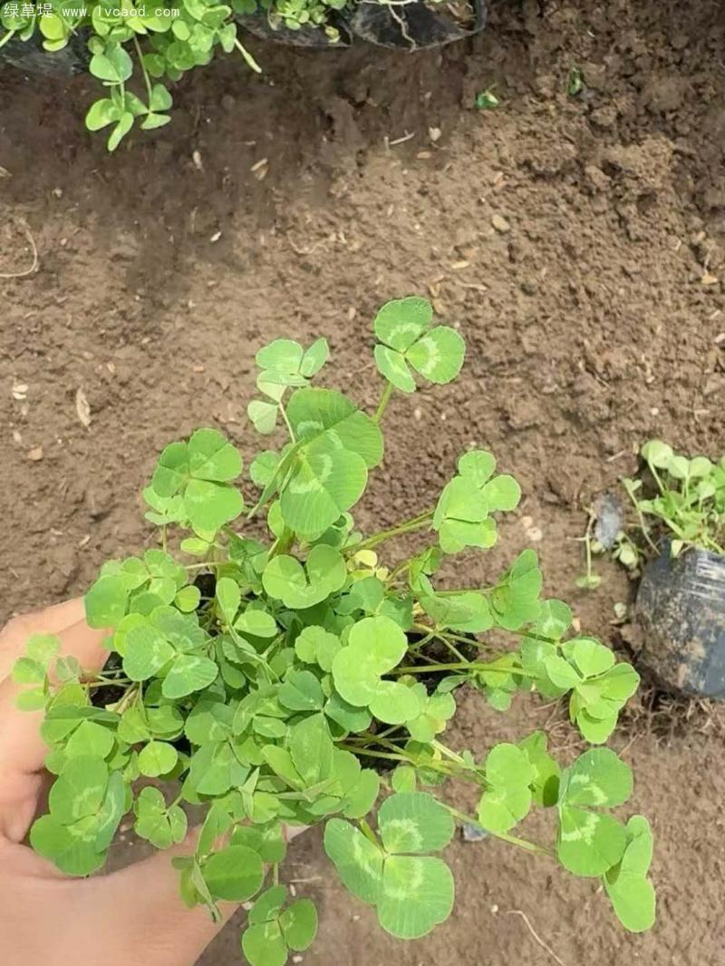 三葉草盆栽