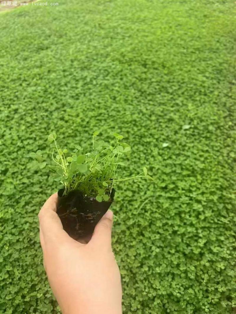 三葉草盆栽
