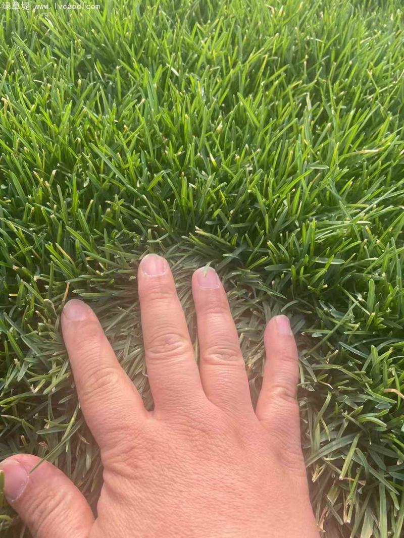 早熟禾葉片顏色