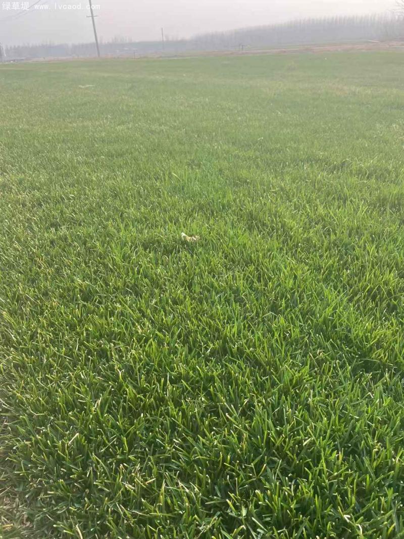 早熟禾草坪