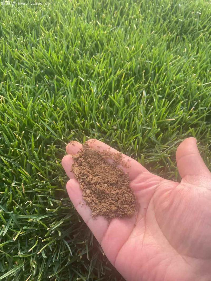 早熟禾葉片顏色