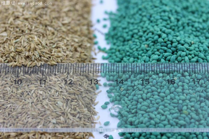 早熟禾包衣種子和早熟禾凈子對(duì)比照片