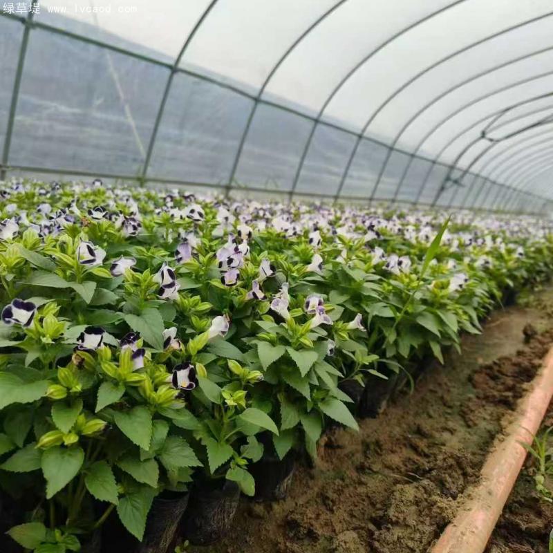 藍(lán)色夏瑾盆栽