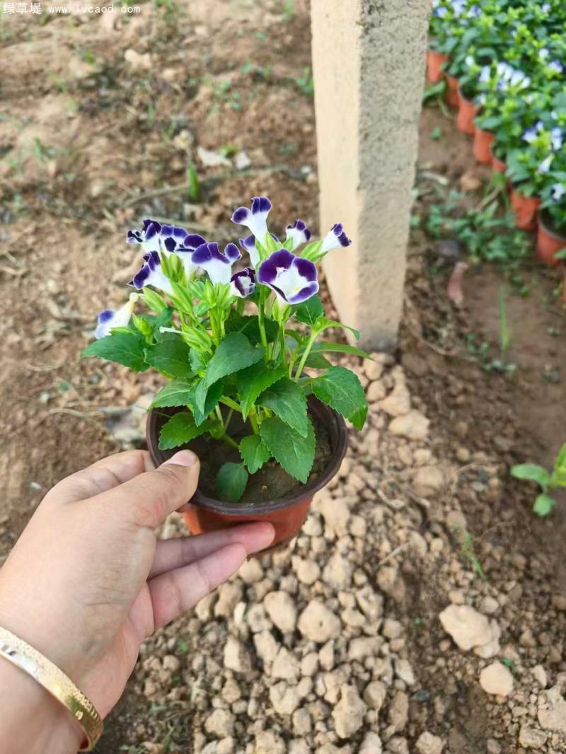 藍(lán)色夏瑾盆栽