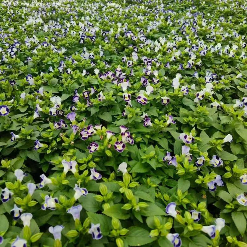 藍(lán)色夏瑾盆栽