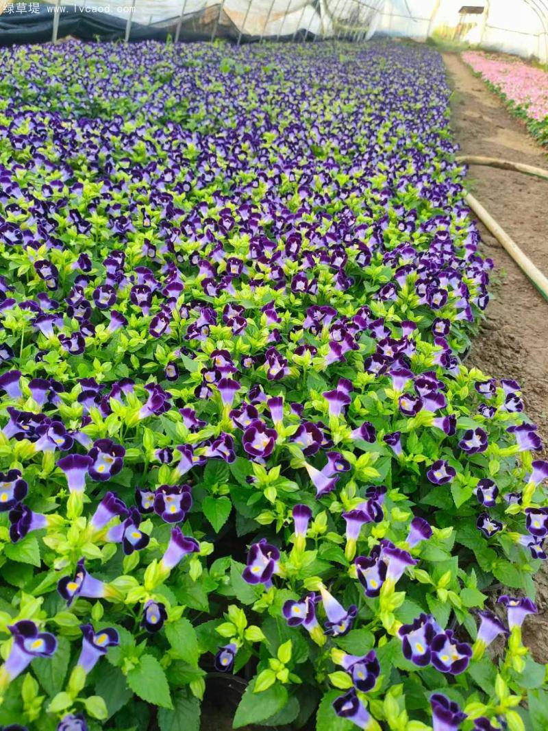 藍(lán)色夏瑾盆栽