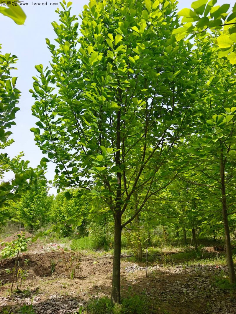 白玉蘭落葉大喬木玉蘭樹(shù)