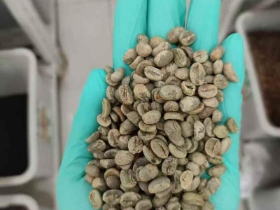 咖啡種子