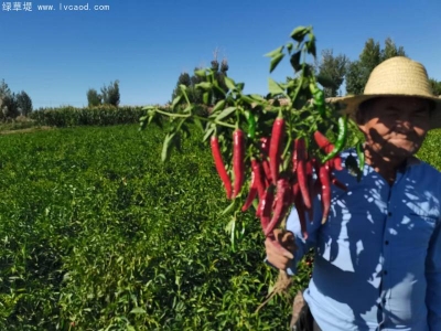 辣椒種子