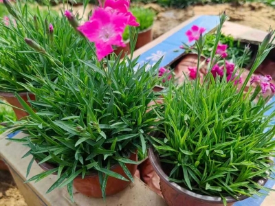 歐石竹常夏石竹美國石竹霹靂石竹